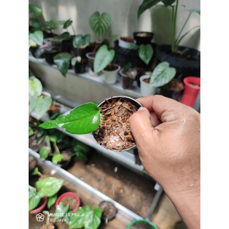 epipremnum skeleton key