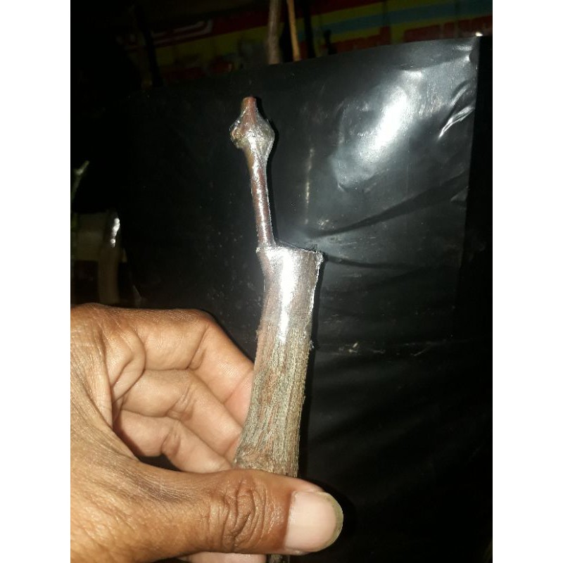 

Cutting Grafting Anggur Import Carnival