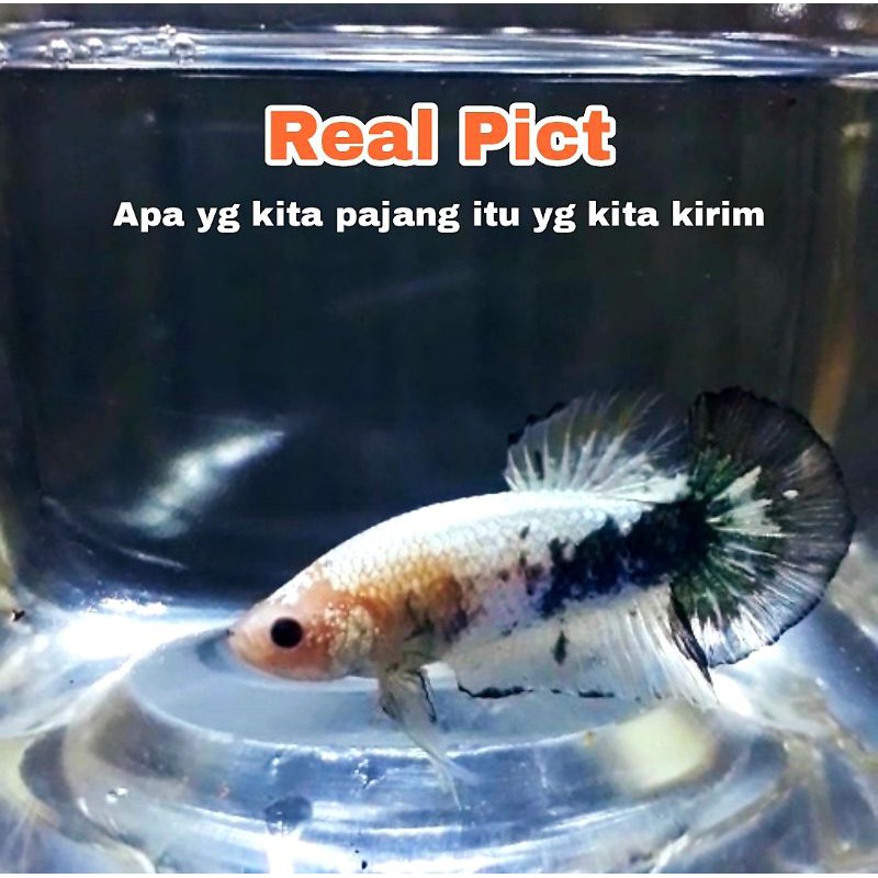 Cupang fancy / Fccp Orange Head Jantan