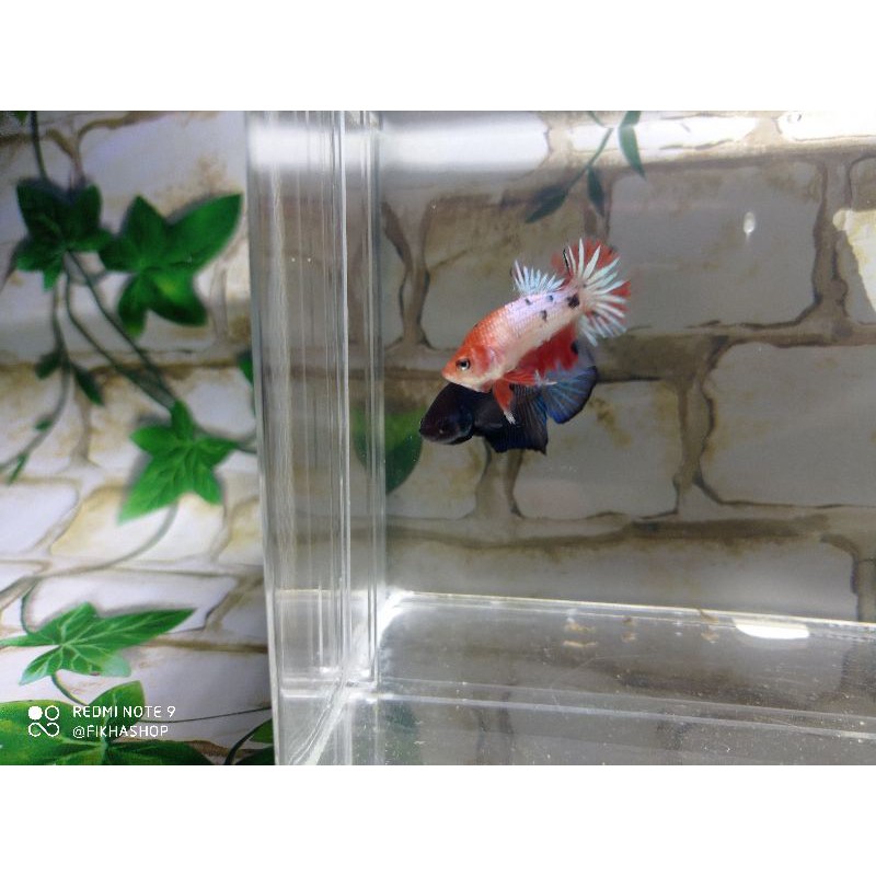 

IKAN CUPANG BETTA PLAKAT MALE - JANTAN SIZE S++