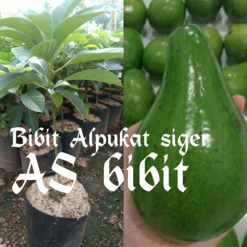 bibit alpukat siger