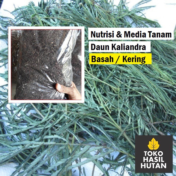 Media Tanam Anggrek Kaliandra Kering & Kaliandra segar Suplemen Pakan Ternak | Toko Hasil Hutan