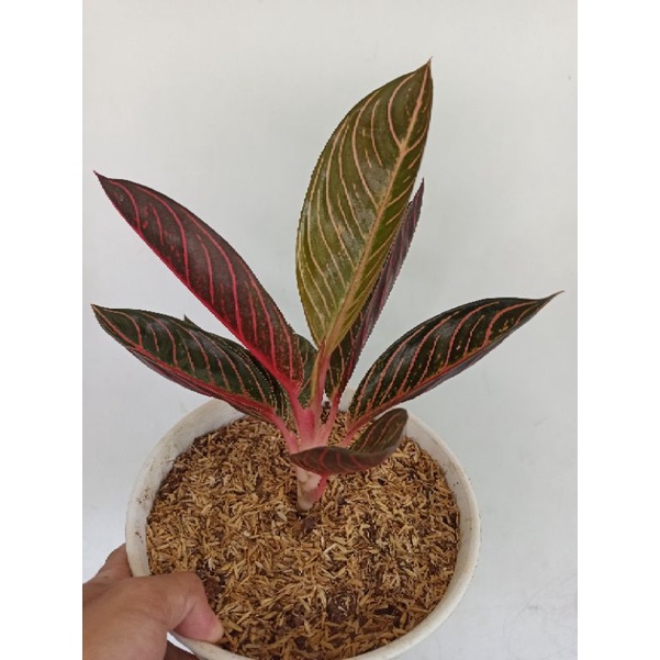 pride of sumatra aglonema