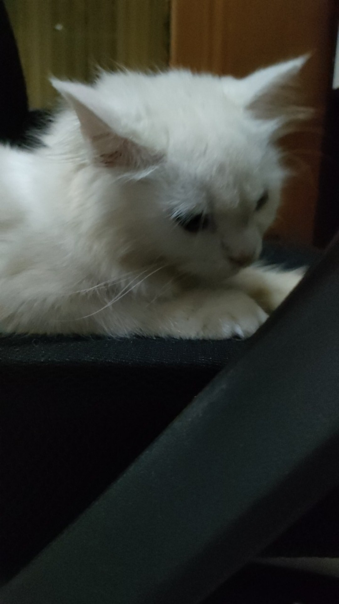 Kantong Plastik Transparan Belanja Ramah Lingkungan Delman 500gr