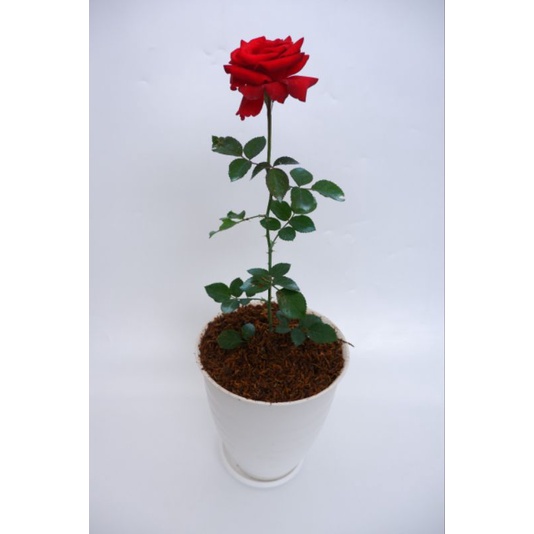 mawar merah tanpa duri  (rosa sp)- tanaman mawar MURAH- tanaman berbunga-mawar cantik