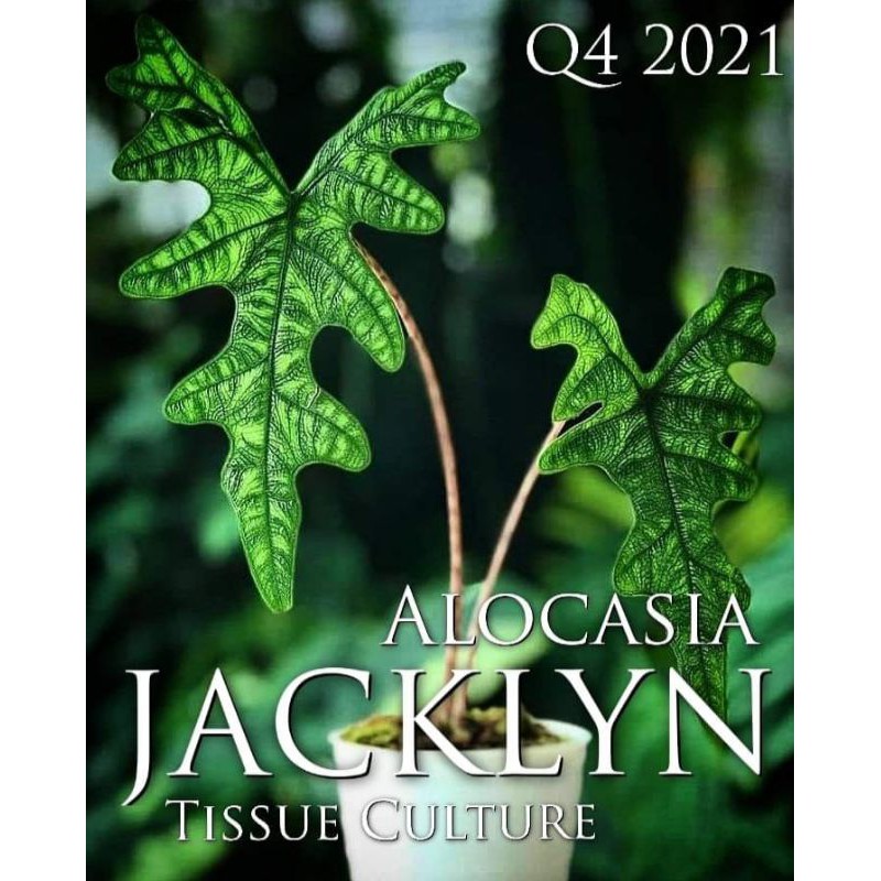 tanaman hias alocasia tandurusa - alocasia jacklyn - alocasia