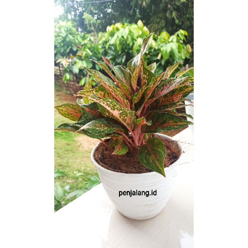 tanaman hias aglonema pink lady