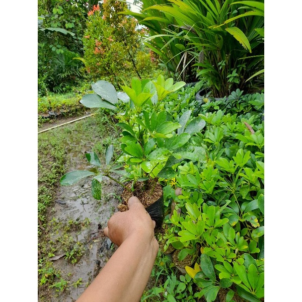 walisongo daun hijau