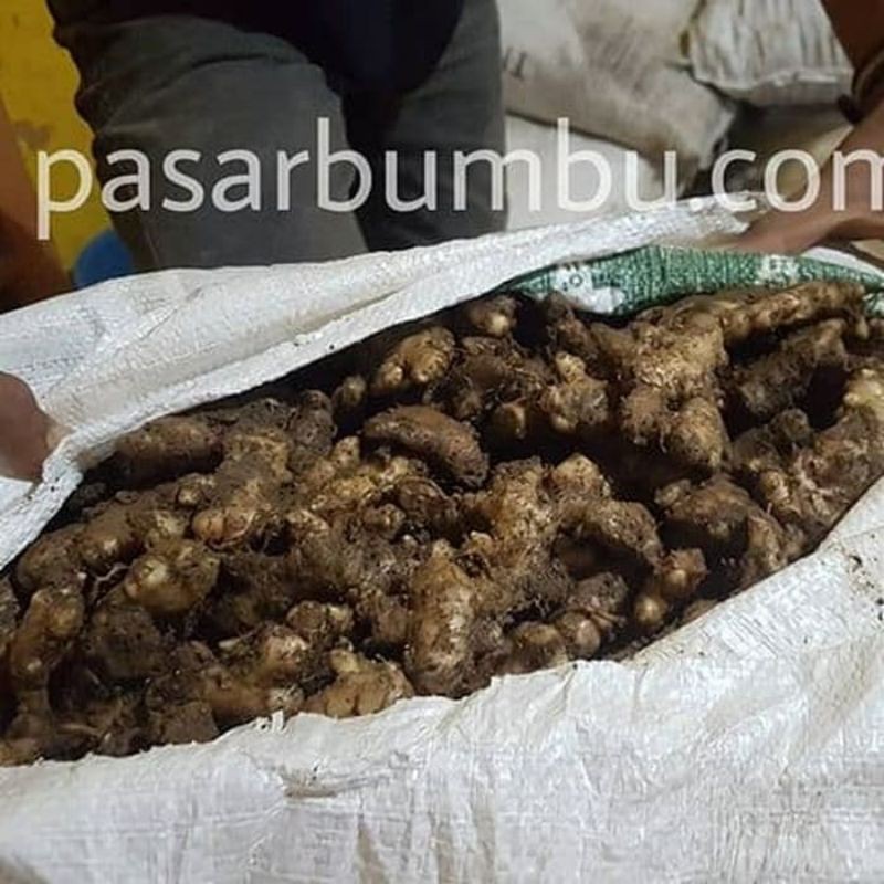 

jahe emprit fresh 1kg