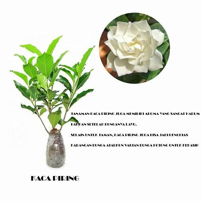 Bunga Kaca Piring Tanaman Hias Bunga Kaca Piring Wangi Semerbak