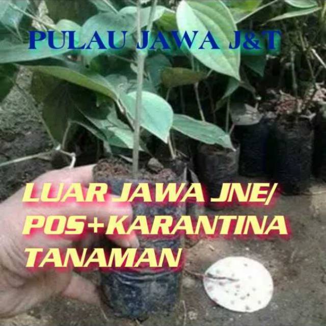 BIBIT MERICA PERDU// BIBIT LADA PERDU KUALITAS UNGGUL