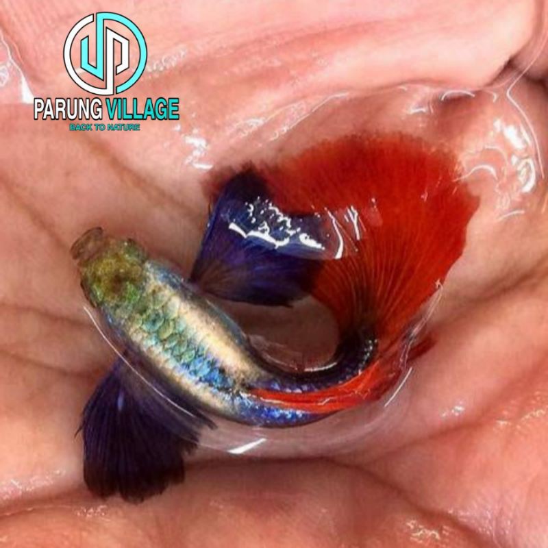 Guppy Platinum Red Tail Dumbo Ear PRTDE