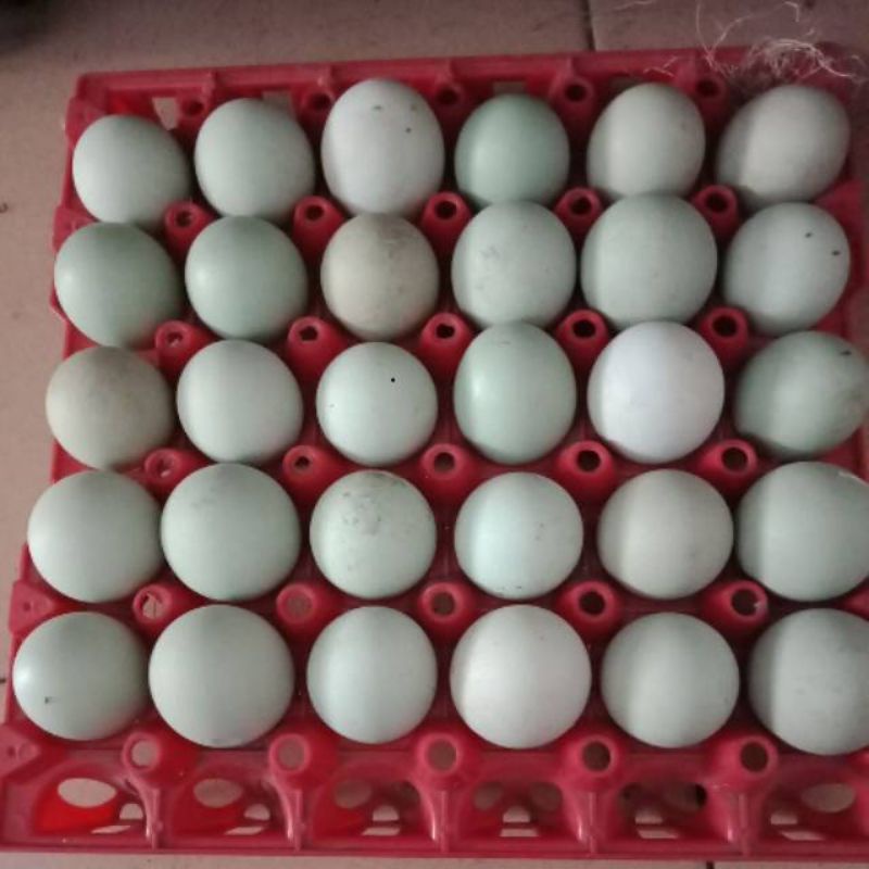 

TELUR BEBEK PER BUTIR