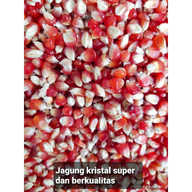 Termurah Jagung Kristal super Premium kecil Lancip Warna Merah|Jagung Kristal Burung Dara/Merpati Su