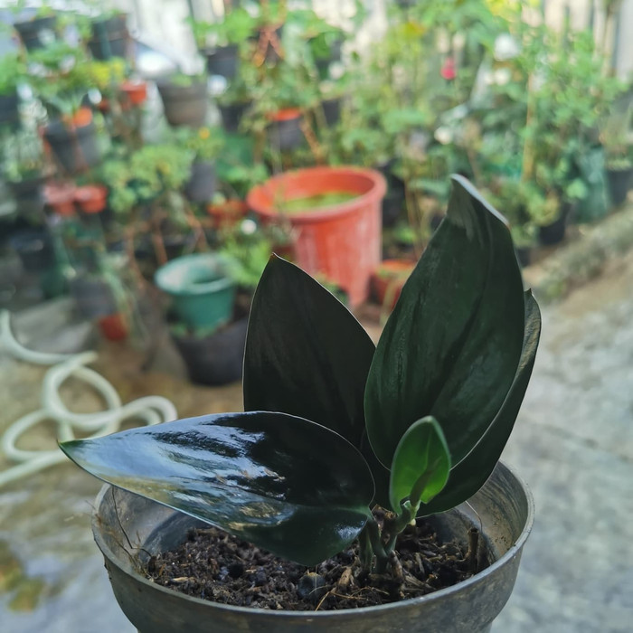 scindapsus treubii dark form / scindapsus black