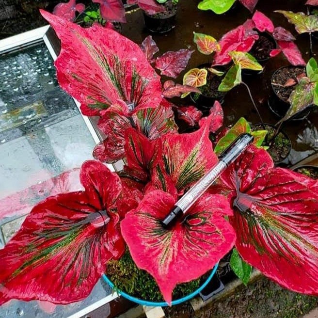 umbi caladium hokaido / keladi hias hybrid import Thailand