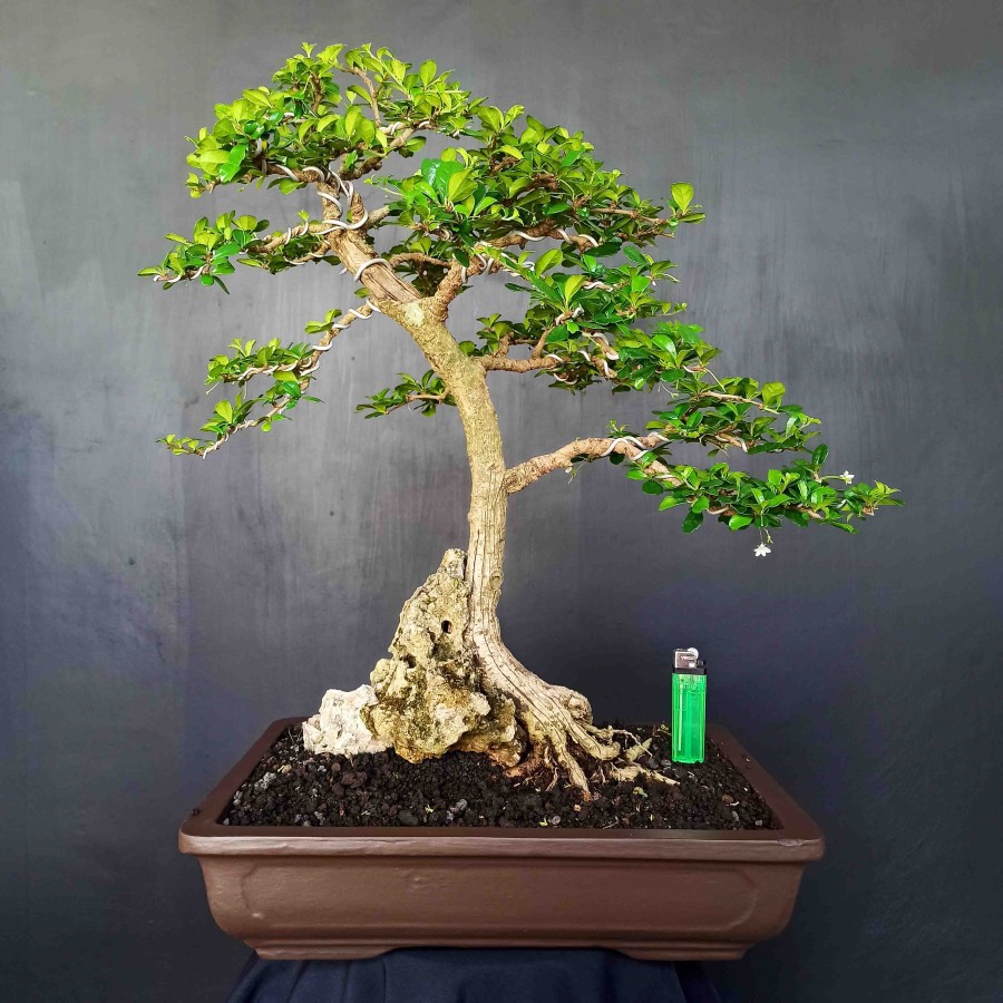 Bonsai Hokianti Hokiantea Import Jenis Bunga Putih Gaya Natural