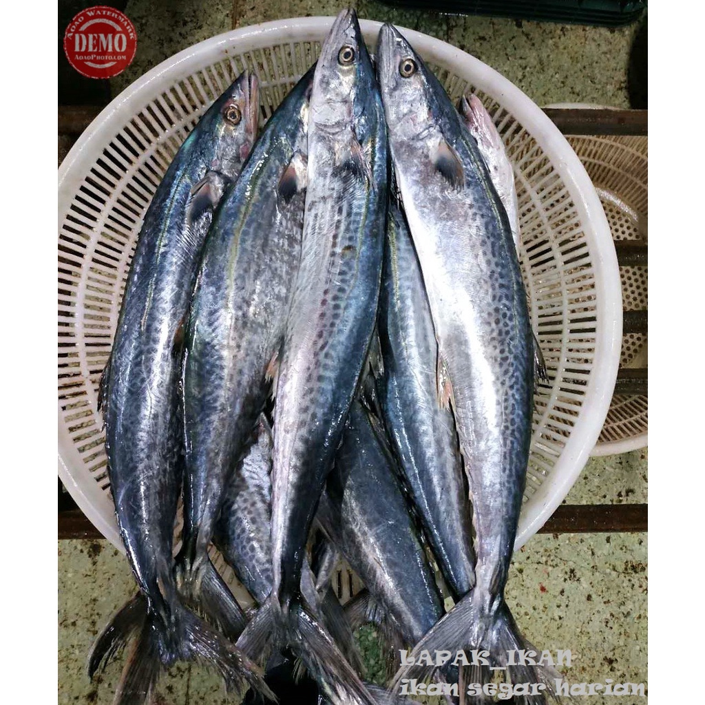 

Ikan Tenggiri Segar 1~Kilogram