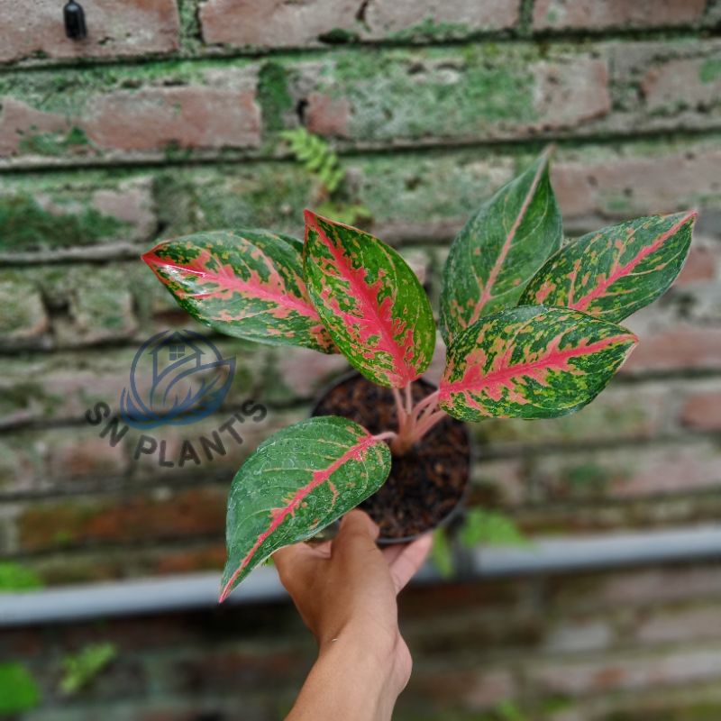 tanaman hias Aglonema gatotkaca.(remaja)