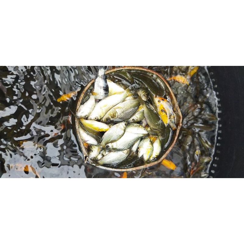 ikan mas 2 liter pakan predator