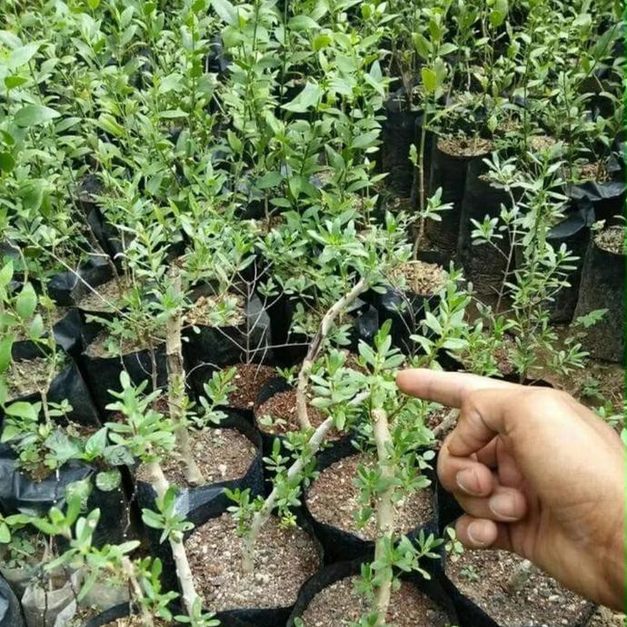 Kib Bibit Tanaman Pohon Santigi Stigi Bahan Bonsai