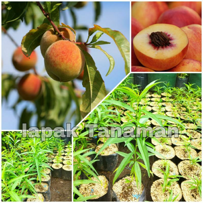 Bibit Tanaman Buah Persik/Buah Peach/Peach Fruits