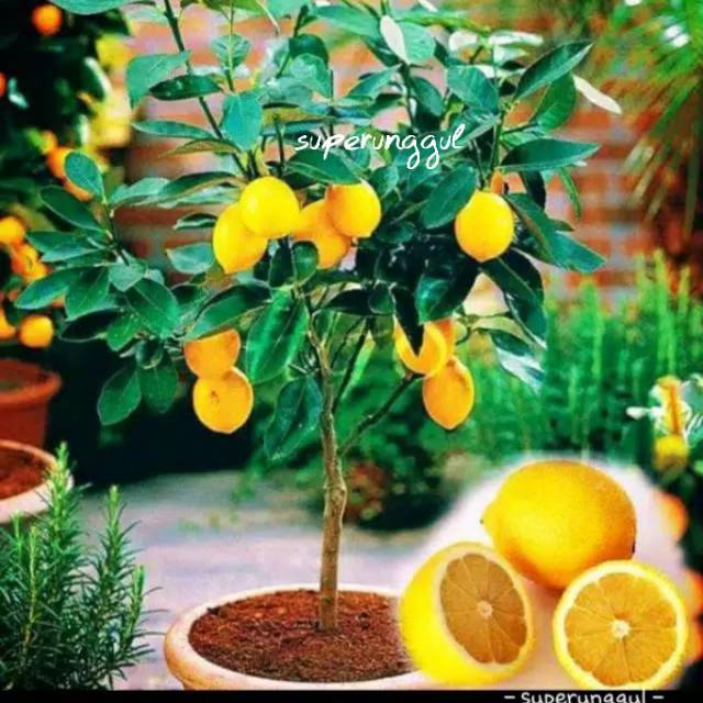 Bibit Lemon Kalifornia Murah