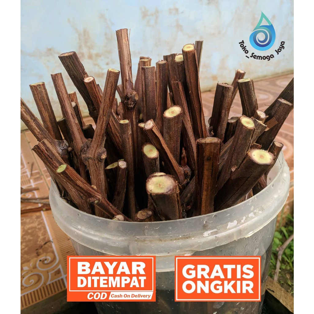 Cutting RS Rootstock Batang Bawah Anggur Lokal Isabella