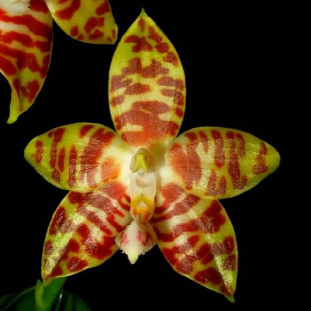 anggrek phalaenopsis amboinensis yellow