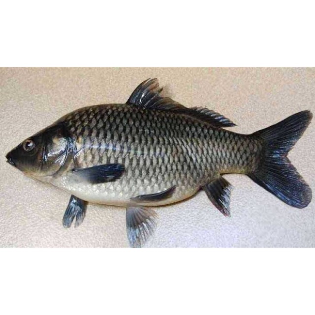 VITAMIN PERTUMBUHAN IKAN LELE GURAME NILA GABUS EMAS MUJAIR BAWAL - RAJA SIAM