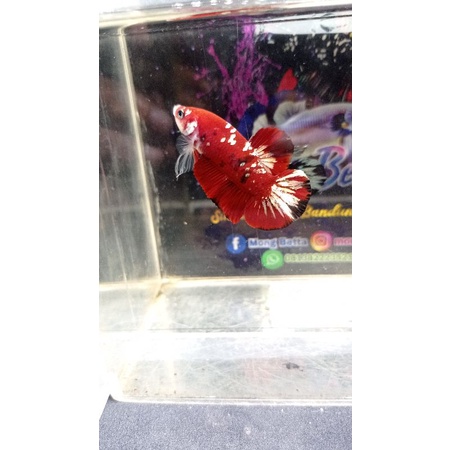 cupang red koi copper