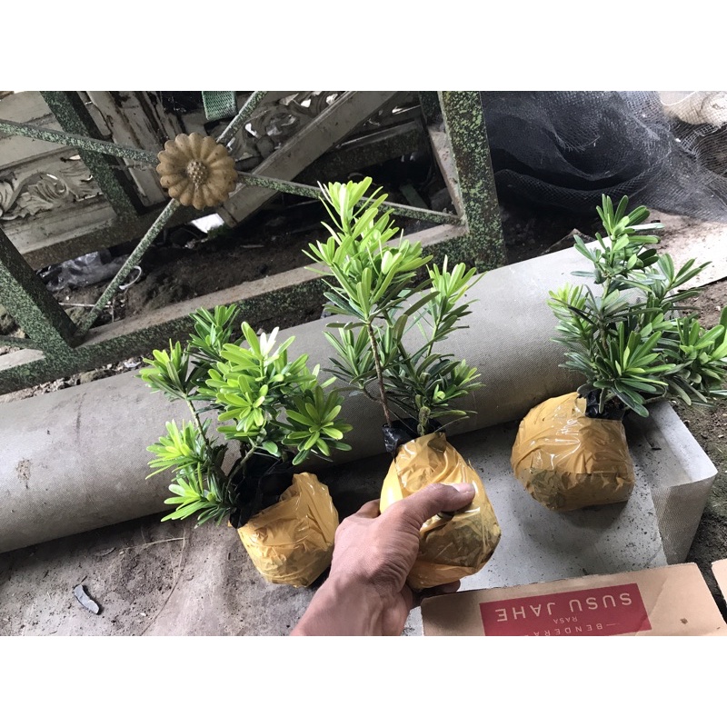 Lohansung cincuan ori bahan bonsai premium