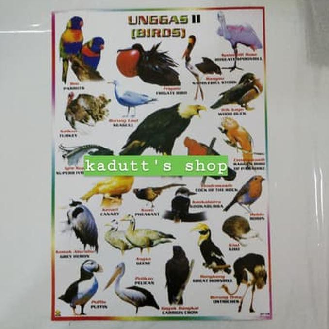 81+ Gambar Gambar Hewan Unggas Terbaru