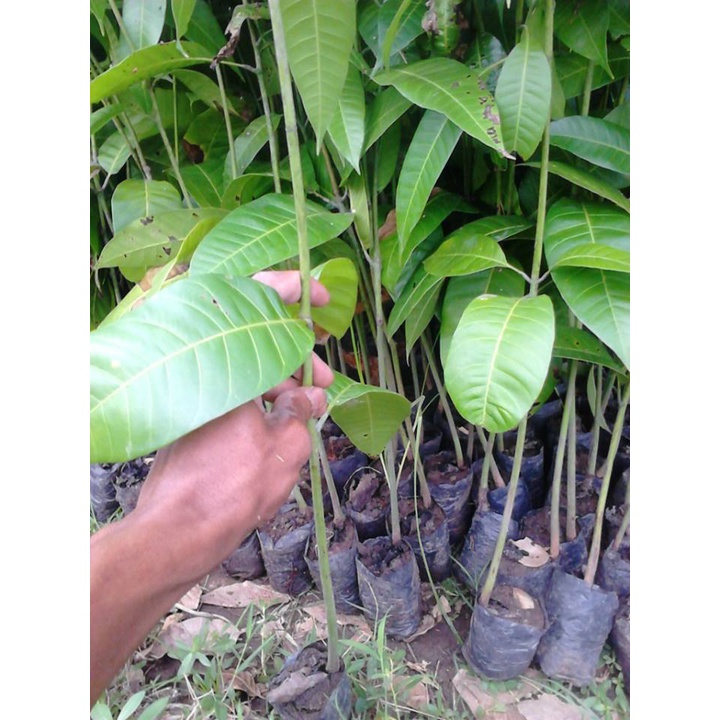BIBIT MANGGA SEEDLING SEMAI BIJI