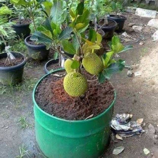 Bibit nangka madu manis