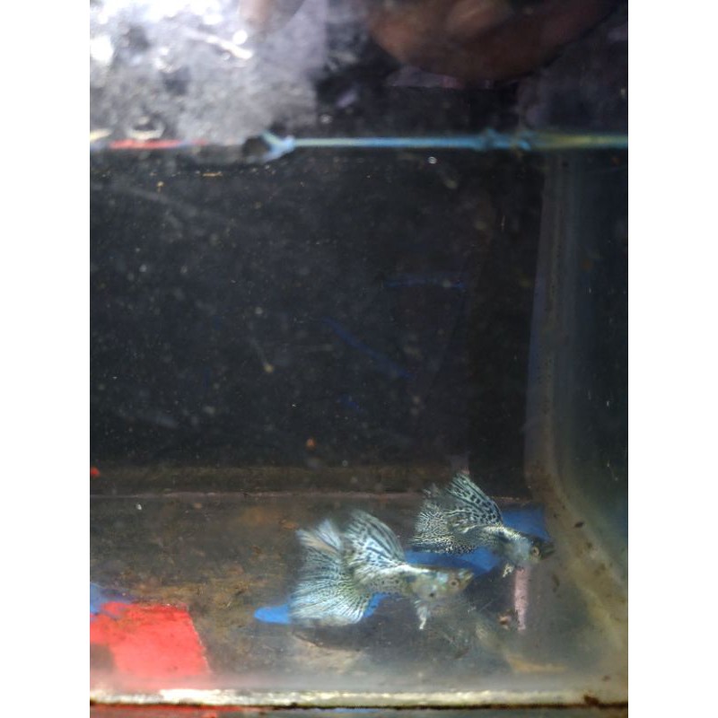 ikan guppy MSSBG pasangan
