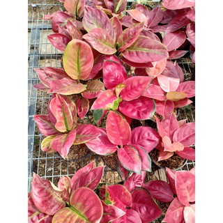 RED BARBIE Tanaman  Hias  Aglaonema Aglonema  Shopee 