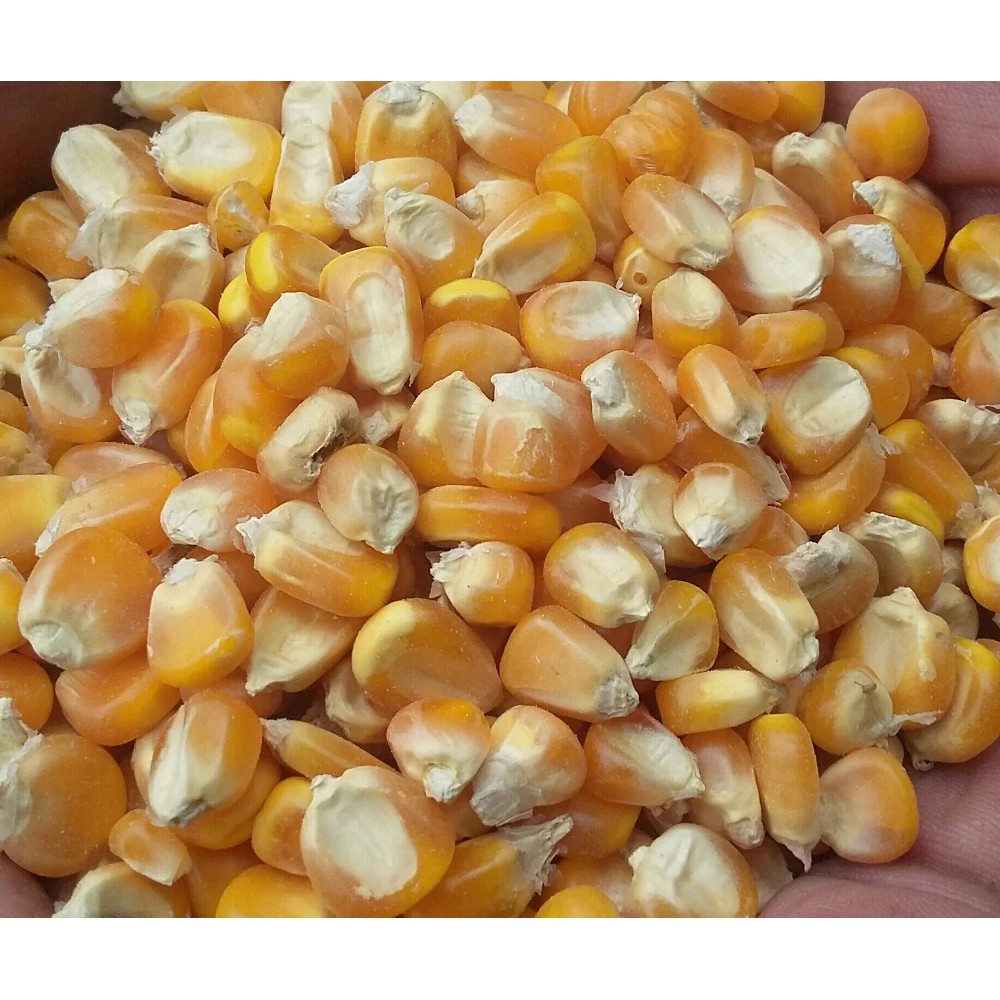 

Jagung Giling (Kering, Pritilan) Kualitas Terbaik - 10Kg