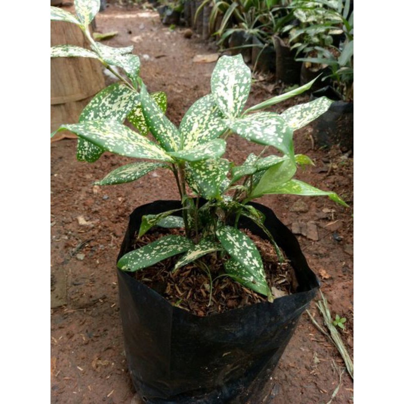 Tanaman Gold Dust Dracaena taman