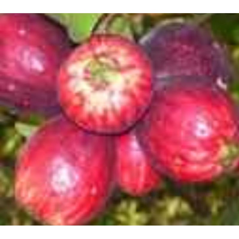 bibit jambu jamaika