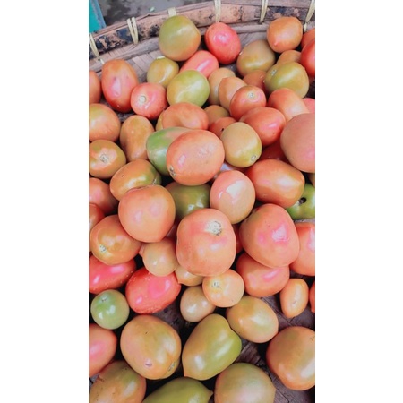 

TOMAT SEGAR 1KG