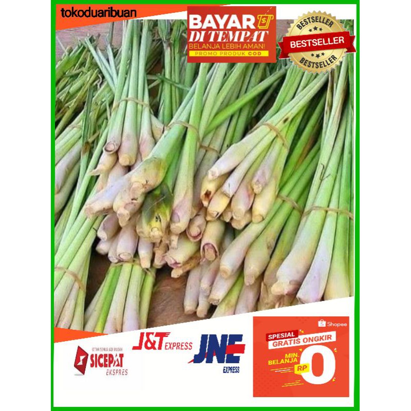 

pohon daun sereh/ serai perikat
