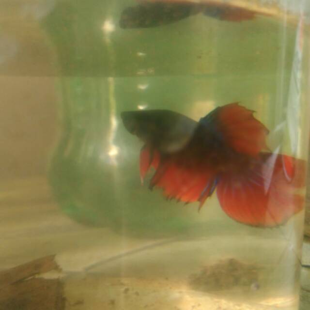 Ikan cupang plakat
