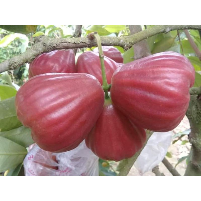 cangkok jambu air dalhari