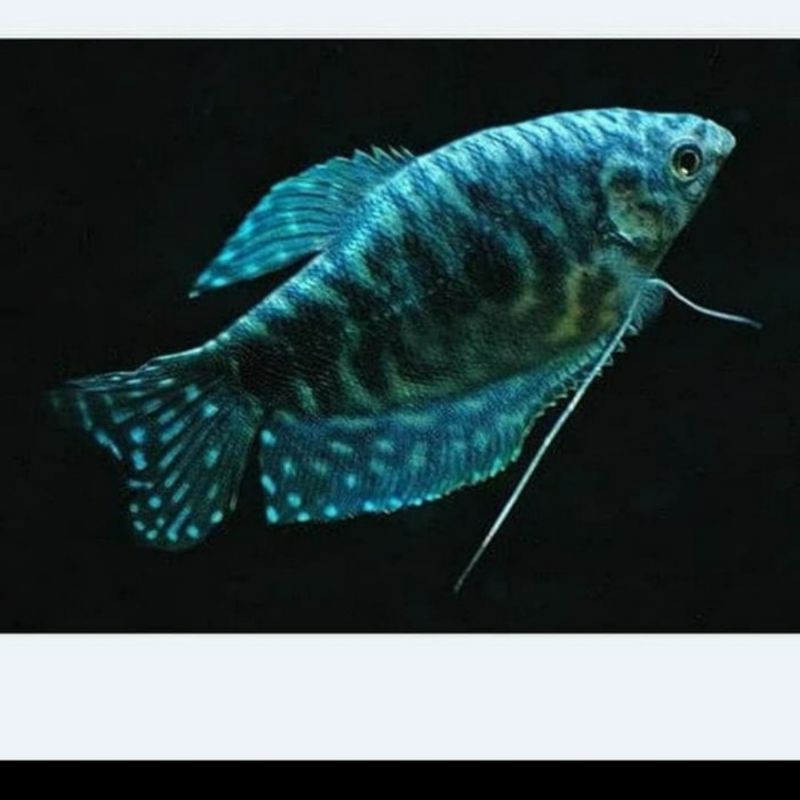 Ikan Hias Sepat Spat Rosbi Rosby Batik Biru Aquarium Aquascape