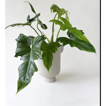 PROMO TANAMAN PHILODENDRON DRAGON MURAH BUNGA HIAS PHILODENDRON DRAGON TANAMAN TERAWAT