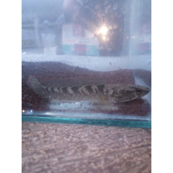 Ikan channa limbata size 10 cm