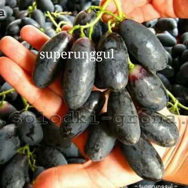 Bibit anggur import jenis velika