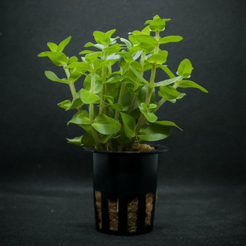 Bacopa Caroline ( Tanaman Aquascape Tumbuhan Air Hiasan Aquarium Hidup )