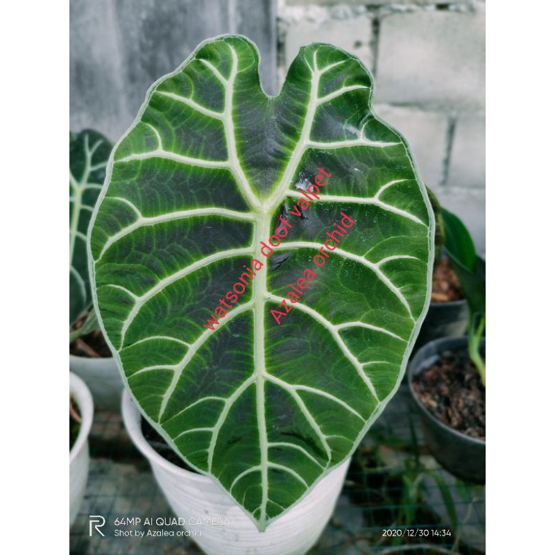 watsonia doff remaja